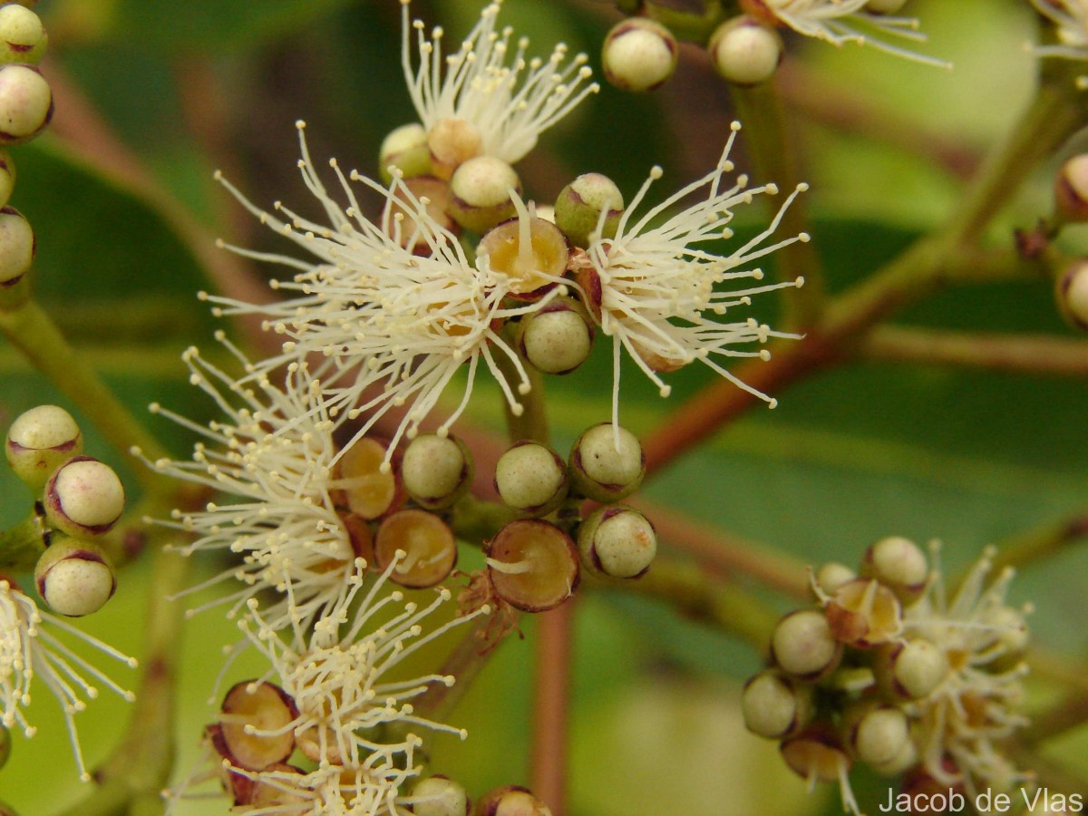 Syzygium caryophyllatum (L.) Alston